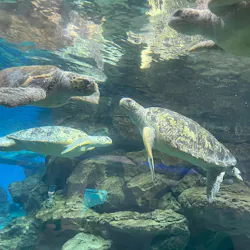 名古屋港水族館に投稿された画像(2026/8/9)