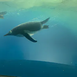 名古屋港水族館に投稿された画像(2026/8/9)