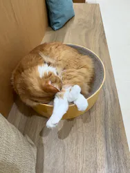 Cat Café MOFF イオンモール豊川店に投稿された画像(2026/8/9)