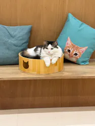 Cat Café MOFF イオンモール豊川店に投稿された画像(2026/8/9)