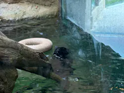 名古屋市東山動植物園に投稿された画像(2026/8/9)