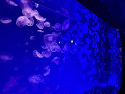 名古屋港水族館に投稿された画像(2026/8/9)