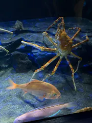 サンシャイン水族館に投稿された画像(2026/8/9)