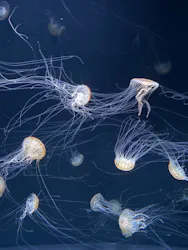 サンシャイン水族館に投稿された画像(2026/8/9)
