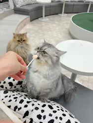猫カフェモカ イオンモール神戸北店に投稿された画像(2026/8/9)