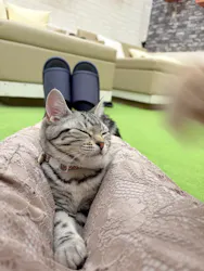 猫カフェモカ イオンモール神戸北店に投稿された画像(2026/8/9)