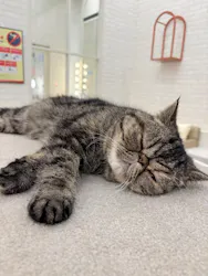 猫カフェモカ イオンモール神戸北店に投稿された画像(2026/8/9)