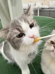 猫カフェモカ イオンモール神戸北店に投稿された画像(2026/8/9)
