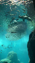 新江ノ島水族館に投稿された画像(2026/8/9)