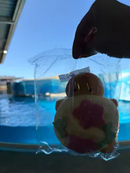 新江ノ島水族館に投稿された画像(2026/8/9)