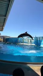 新江ノ島水族館に投稿された画像(2026/8/9)