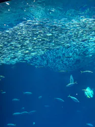 アクアワールド茨城県大洗水族館に投稿された画像(2026/8/9)