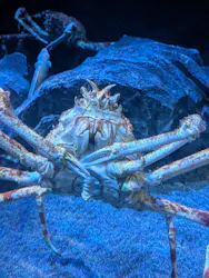 サンシャイン水族館に投稿された画像(2026/8/9)