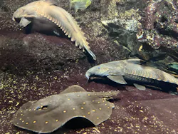 サンシャイン水族館に投稿された画像(2026/8/9)