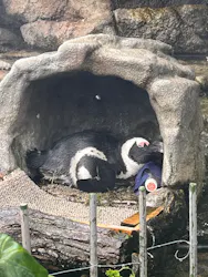 サンシャイン水族館に投稿された画像(2026/8/9)