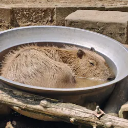 伊豆シャボテン動物公園に投稿された画像(2026/8/9)