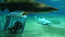 アクアワールド茨城県大洗水族館に投稿された画像(2026/8/10)
