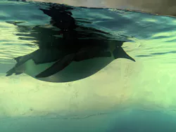 名古屋港水族館に投稿された画像(2026/8/10)
