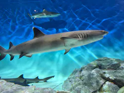 アクアワールド茨城県大洗水族館に投稿された画像(2026/8/10)
