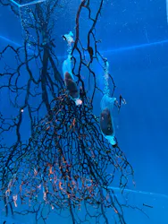 アクアワールド茨城県大洗水族館に投稿された画像(2026/8/10)