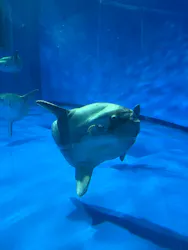 アクアワールド茨城県大洗水族館に投稿された画像(2026/8/10)