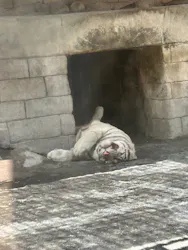 東武動物公園に投稿された画像(2026/8/10)