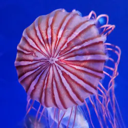 新江ノ島水族館に投稿された画像(2026/8/10)