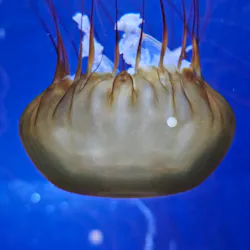 新江ノ島水族館に投稿された画像(2026/8/10)