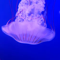 新江ノ島水族館に投稿された画像(2026/8/10)