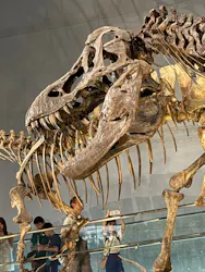福井県立恐竜博物館に投稿された画像(2026/8/10)