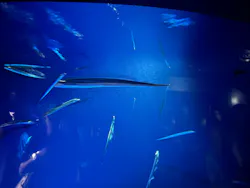 サンシャイン水族館に投稿された画像(2026/8/10)