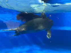 サンシャイン水族館に投稿された画像(2026/8/10)