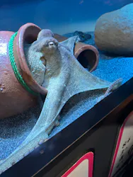 サンシャイン水族館に投稿された画像(2026/8/10)