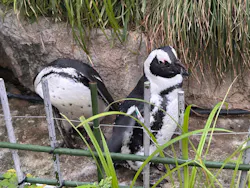 サンシャイン水族館に投稿された画像(2026/8/10)