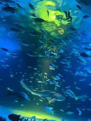 サンシャイン水族館に投稿された画像(2026/8/10)