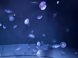 サンシャイン水族館に投稿された画像(2026/8/10)