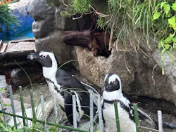 サンシャイン水族館に投稿された画像(2026/8/10)