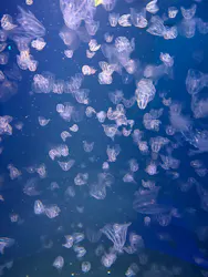 新江ノ島水族館に投稿された画像(2026/8/10)