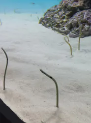 アクアワールド茨城県大洗水族館に投稿された画像(2026/8/10)