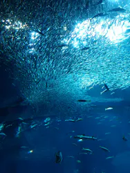 アクアワールド茨城県大洗水族館に投稿された画像(2026/8/10)