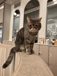 猫カフェモカ イオンモール高崎店に投稿された画像(2026/8/10)
