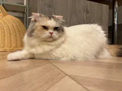 猫カフェモカ イオンモール高崎店に投稿された画像(2026/8/10)