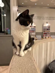 猫カフェモカ イオンモール高崎店に投稿された画像(2026/8/10)