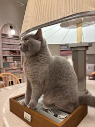猫カフェモカ イオンモール高崎店に投稿された画像(2026/8/10)