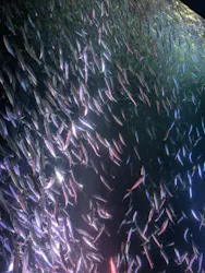 名古屋港水族館に投稿された画像(2026/8/10)