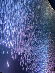 名古屋港水族館に投稿された画像(2026/8/10)
