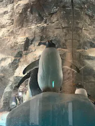 名古屋港水族館に投稿された画像(2026/8/11)