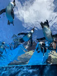 サンシャイン水族館に投稿された画像(2026/8/11)
