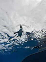 サンシャイン水族館に投稿された画像(2026/8/11)