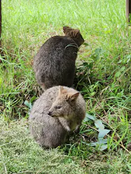 こども動物自然公園(埼玉県公園緑地協会)に投稿された画像(2026/8/11)